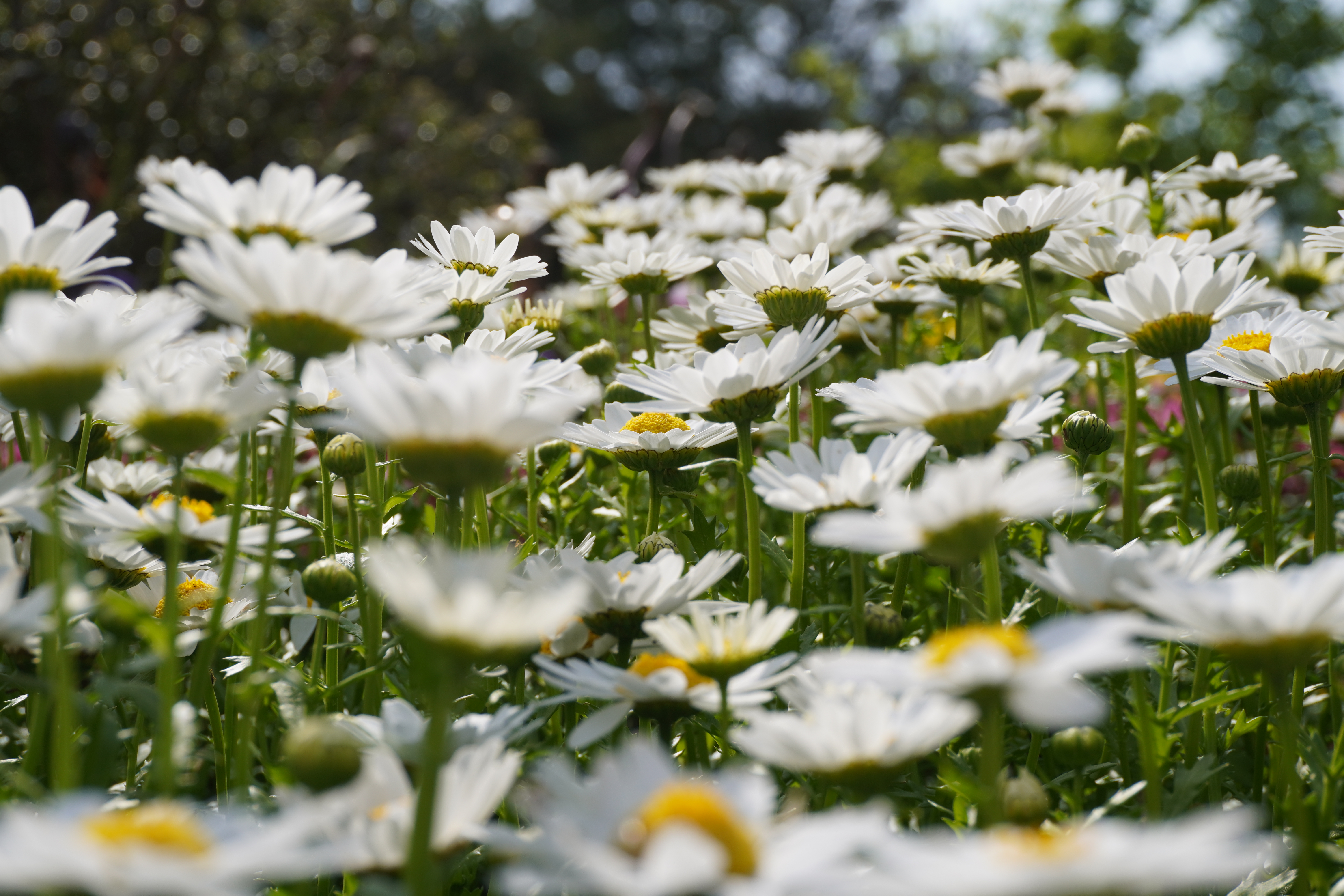 Photography by Lachlan Allison