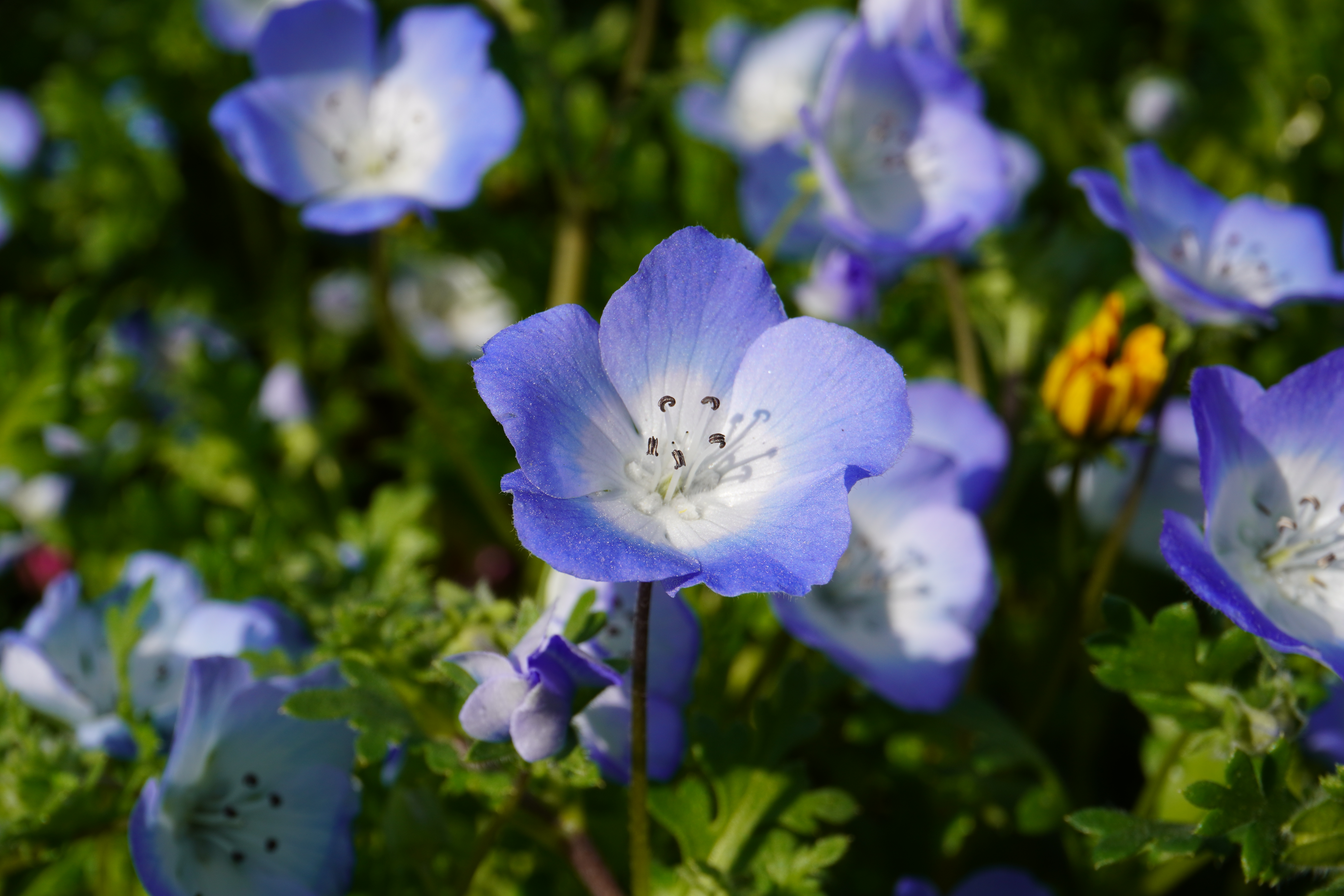 Photography by Lachlan Allison