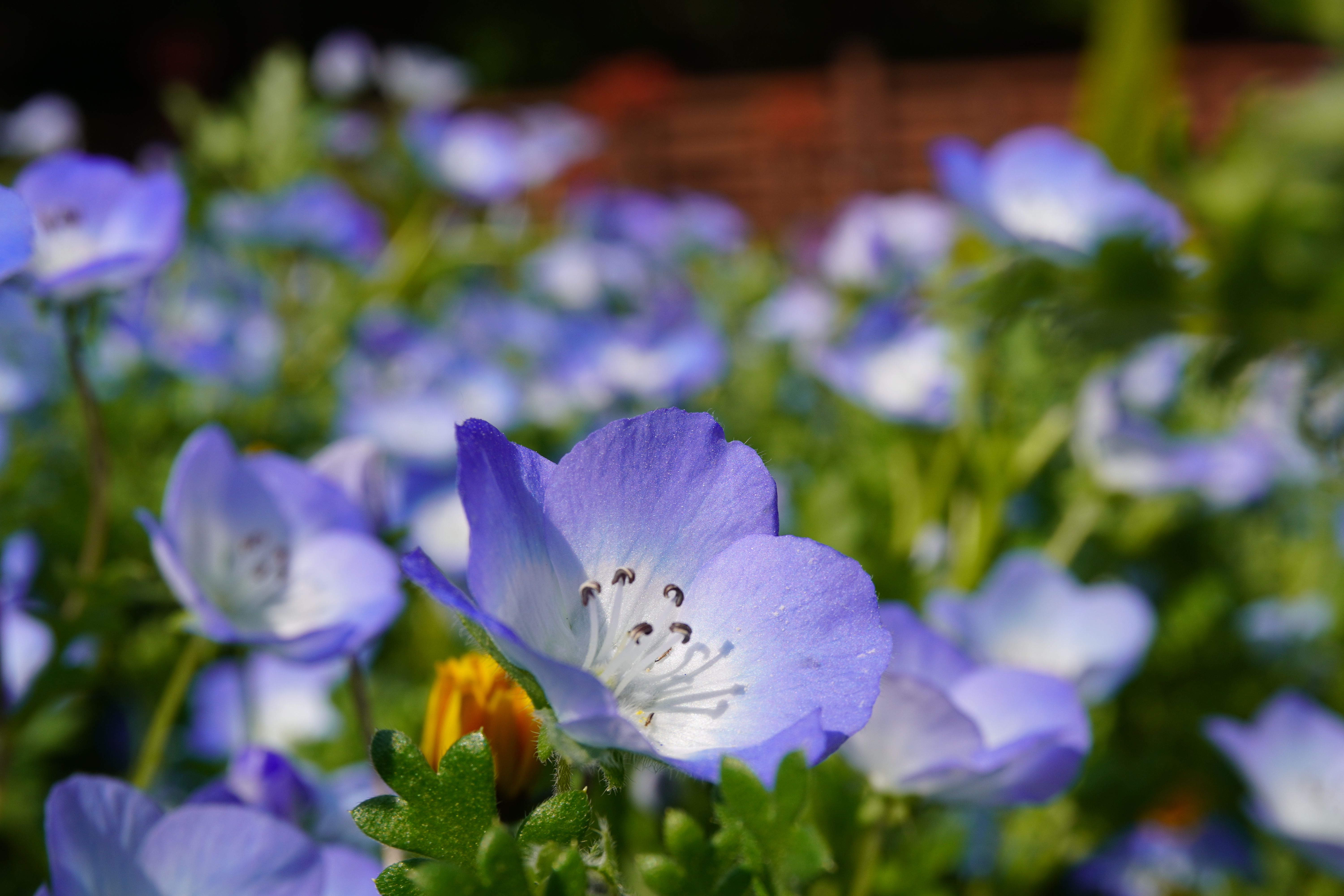 Photography by Lachlan Allison