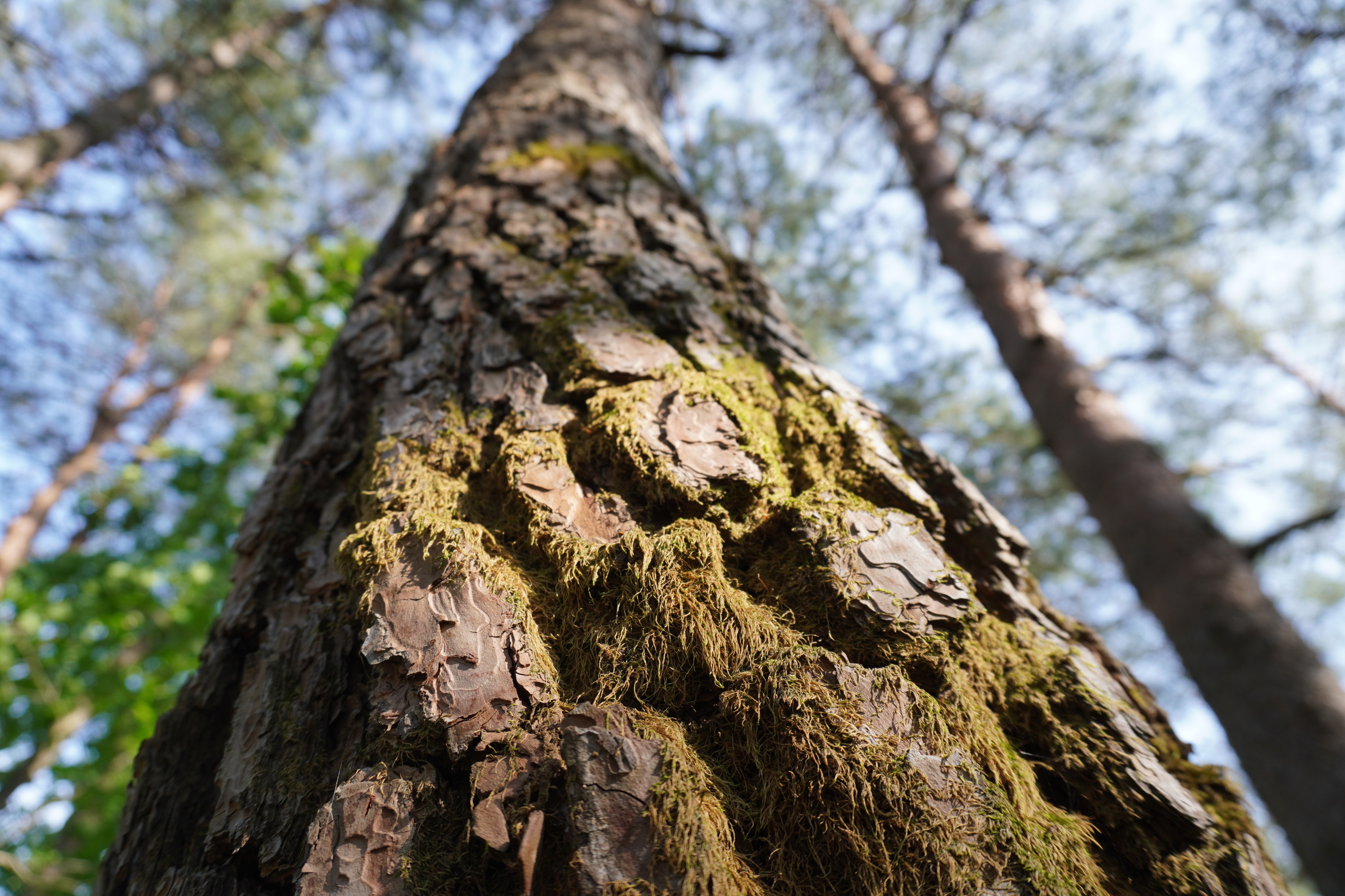 Photography by Lachlan Allison