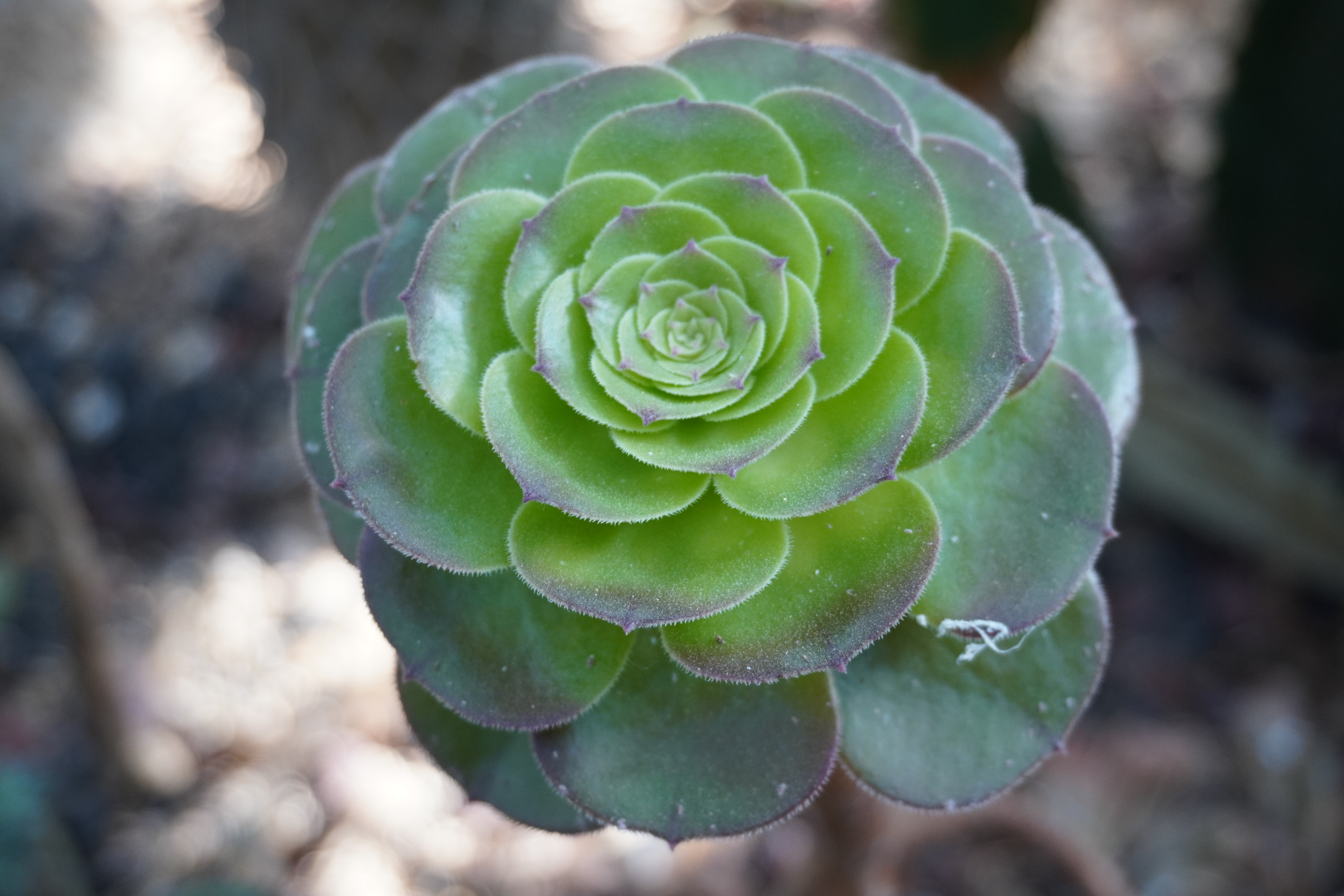 Photography by Lachlan Allison